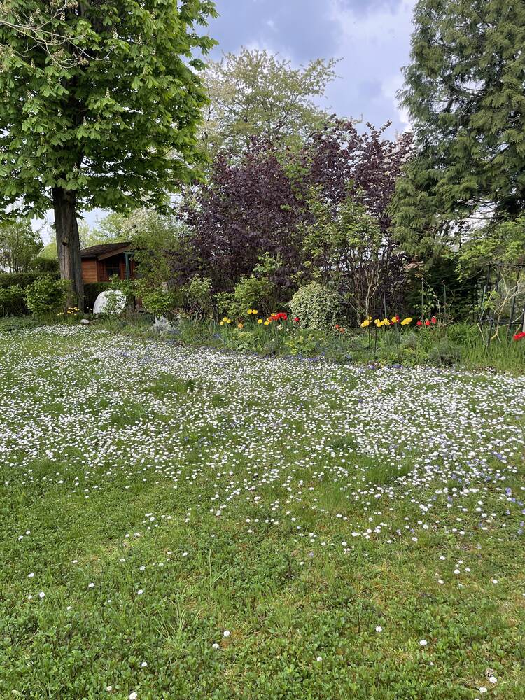 Blühende Wiese mit gepflegten Beeten und Gehölzen